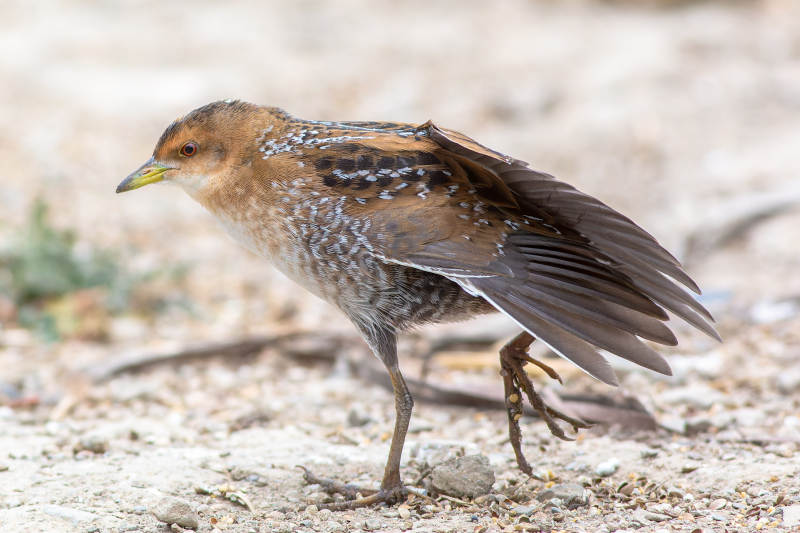 斑胸田鸡栖息沙地图片
