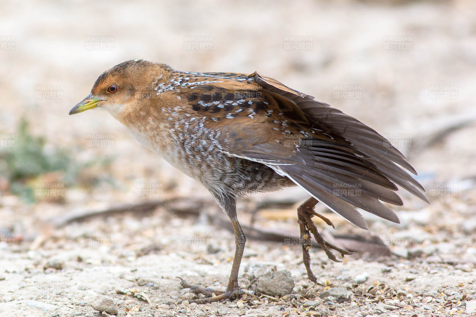 斑胸田鸡栖息沙地图片