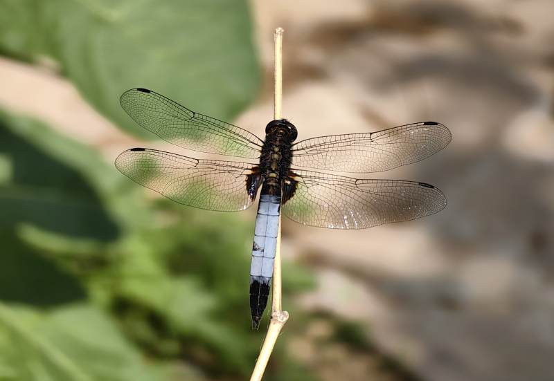 蓝尾蜻蜓栖枝头图片