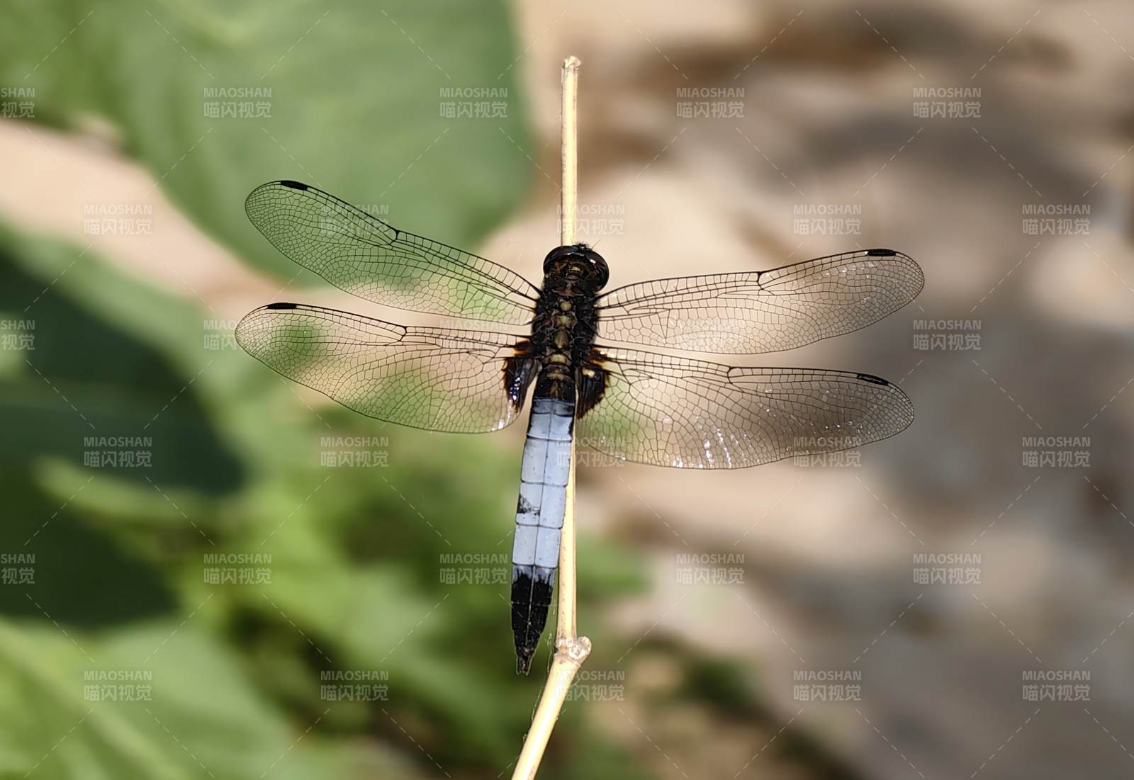 蓝尾蜻蜓栖枝头图片