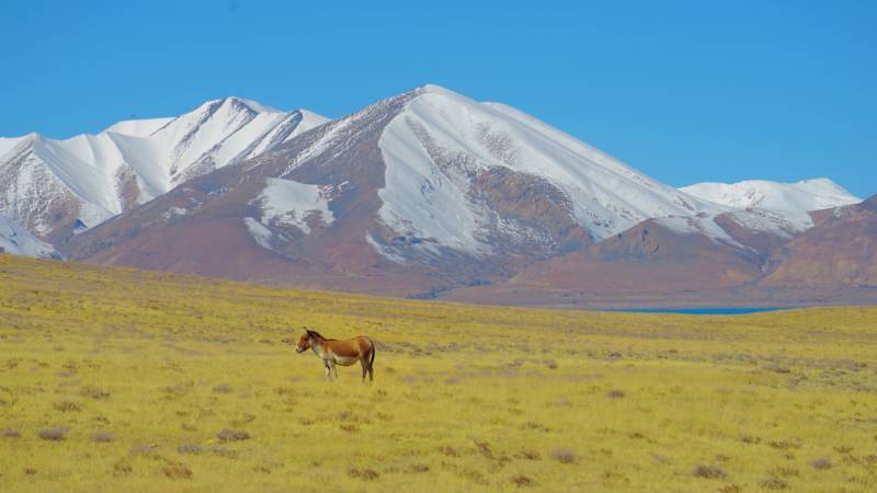 佩枯措孤马行图片