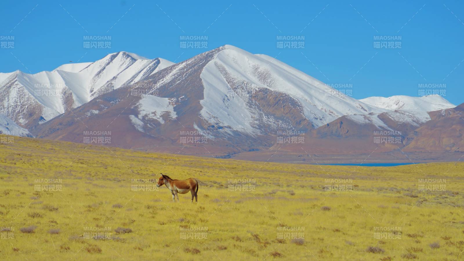 佩枯措孤马行图片