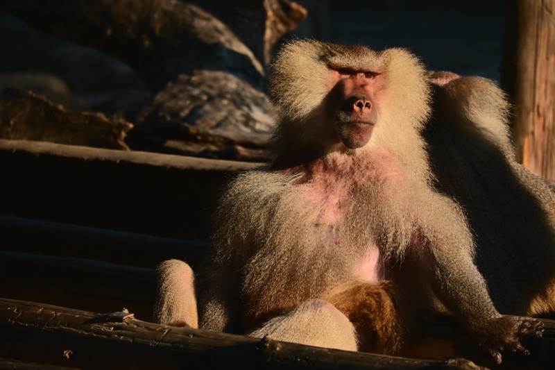 狒狒静坐沐浴阳光图片