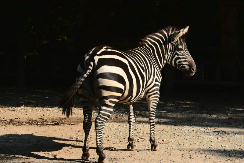 斑马静立沙地图片