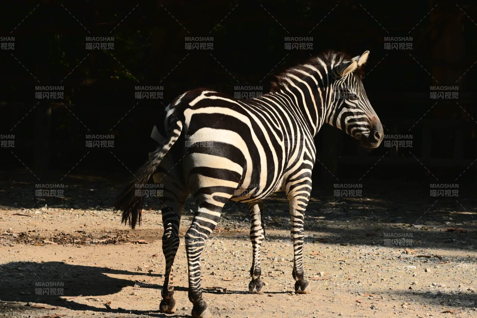 斑马静立沙地图片