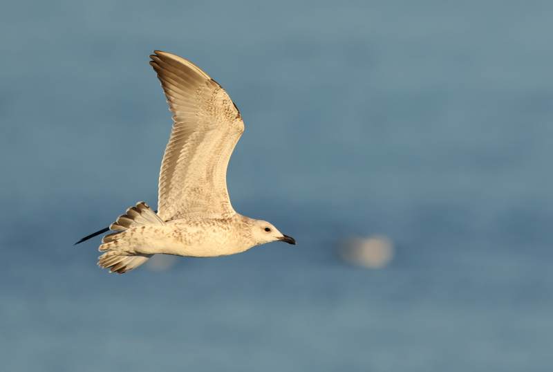 飞翔的海鸥图片