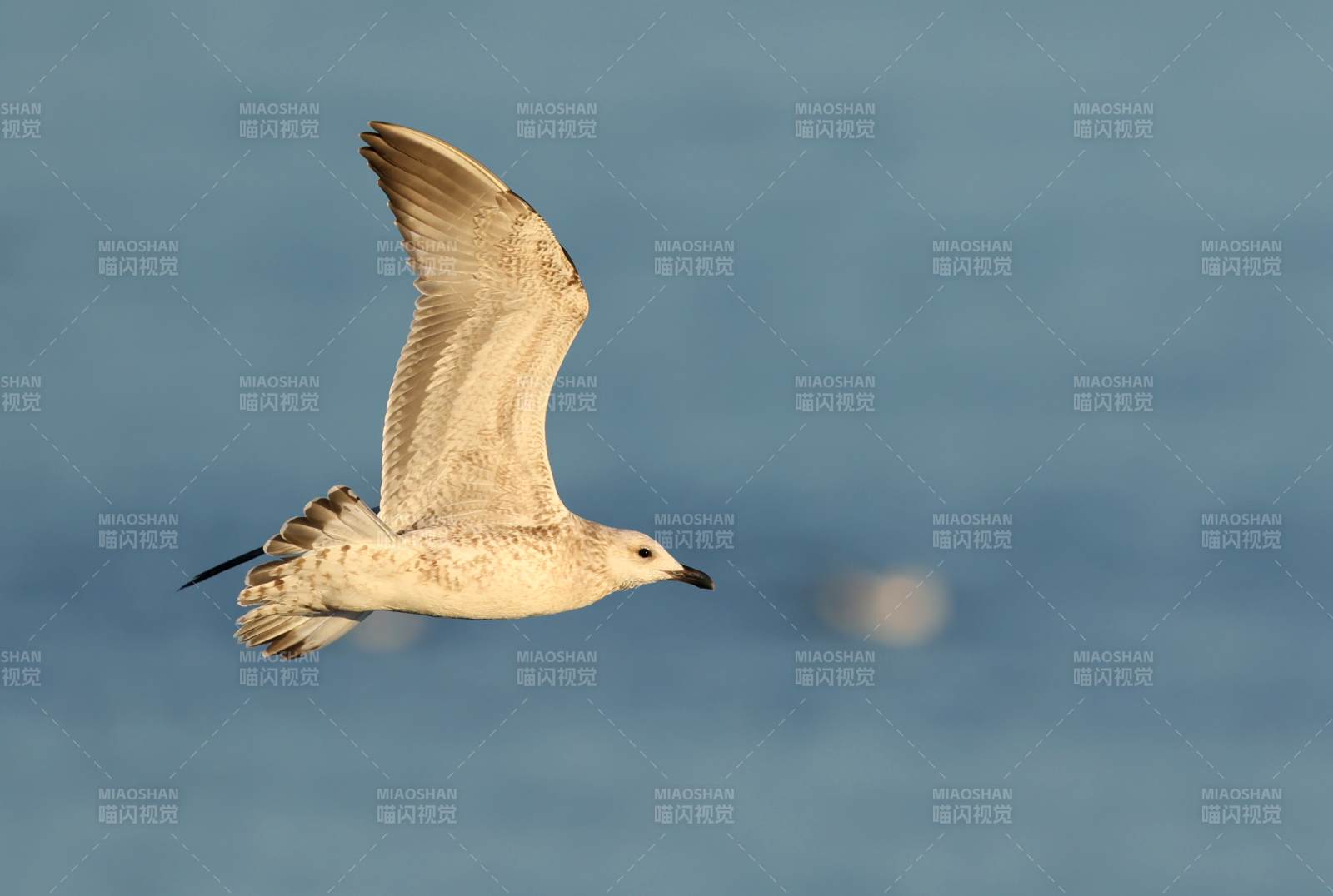 飞翔的海鸥图片