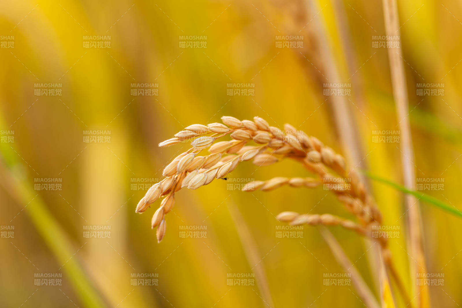 金秋稻穗飘香图片