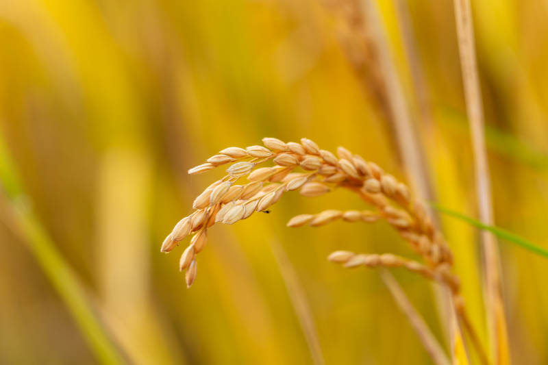 金秋稻穗飘香图片