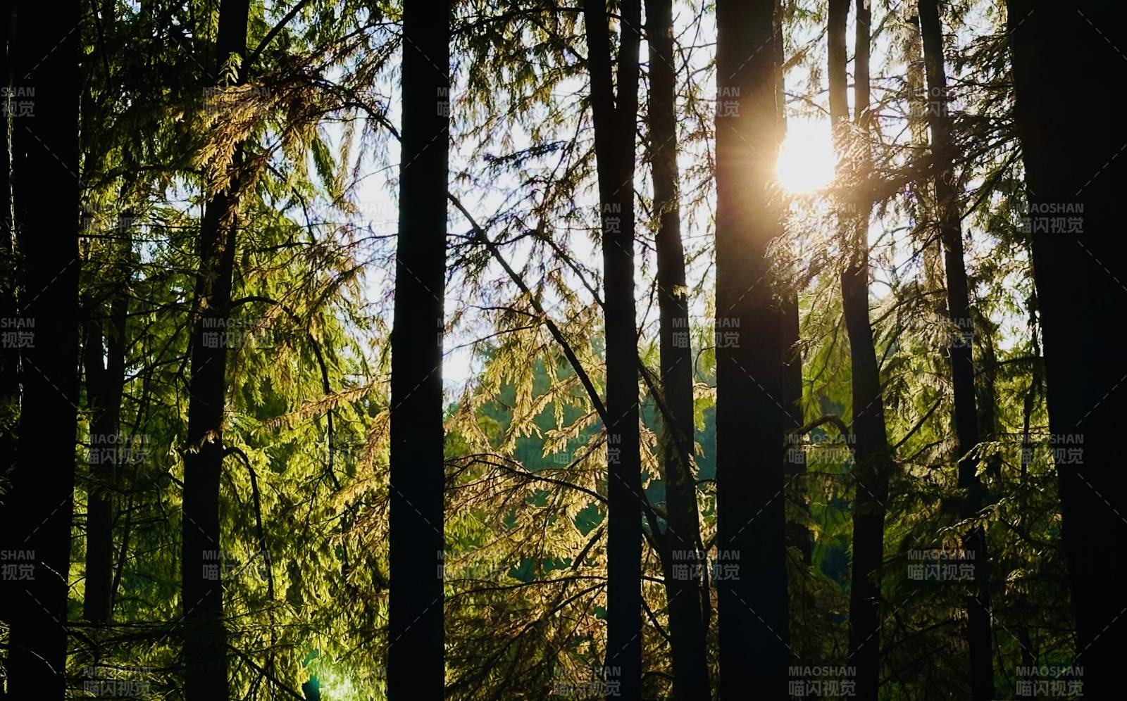 林间阳光穿透树梢图片