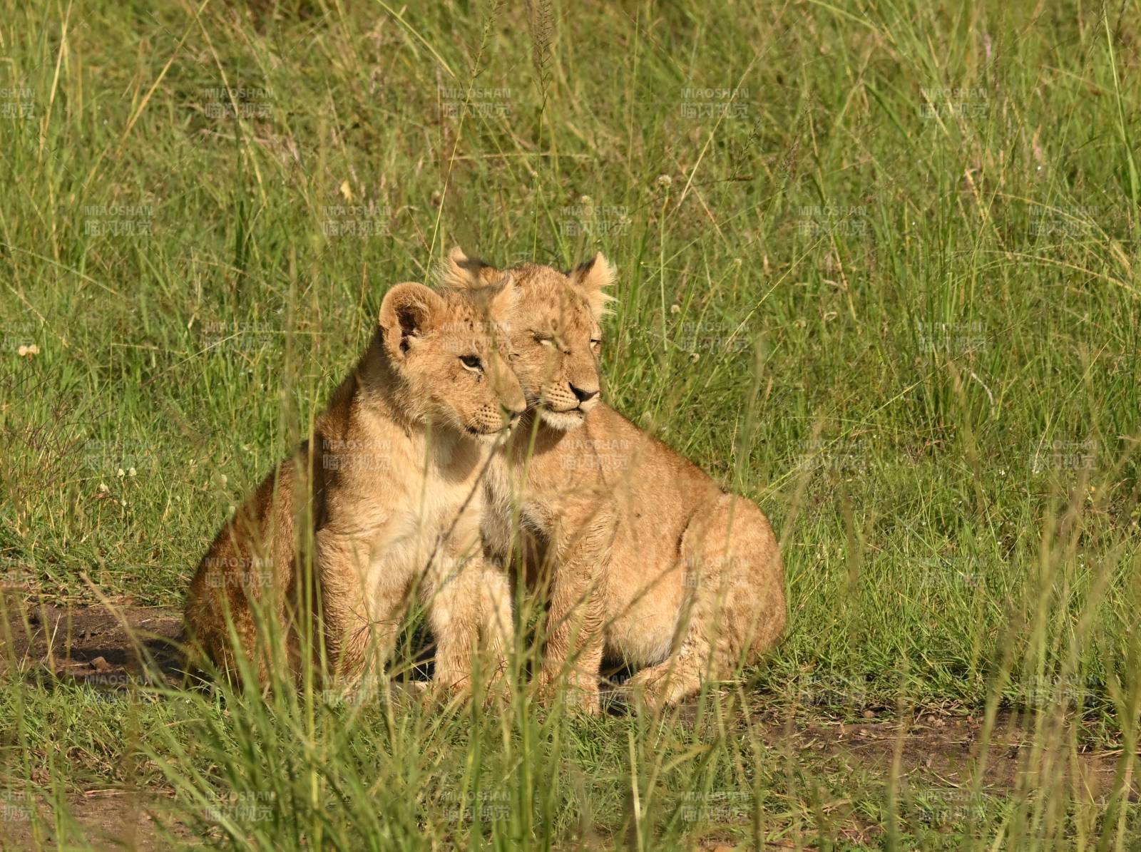 草原上的两只小狮子图片