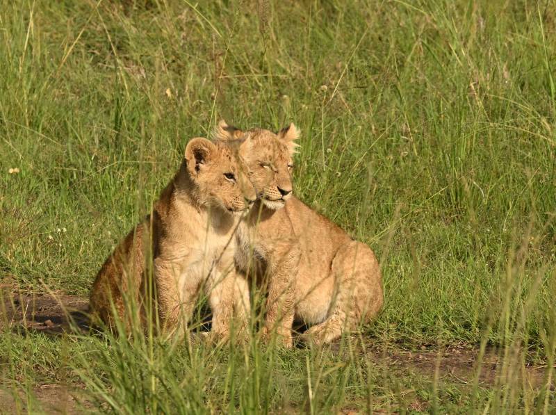 草原上的两只小狮子图片
