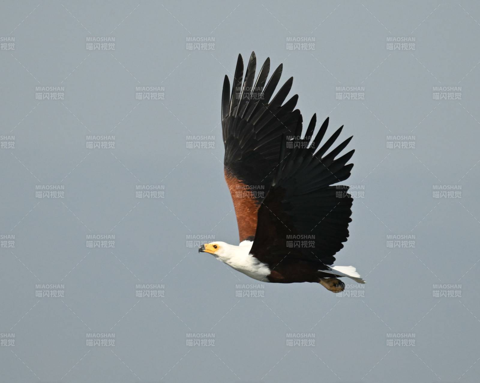 白腹海雕翱翔天际图片
