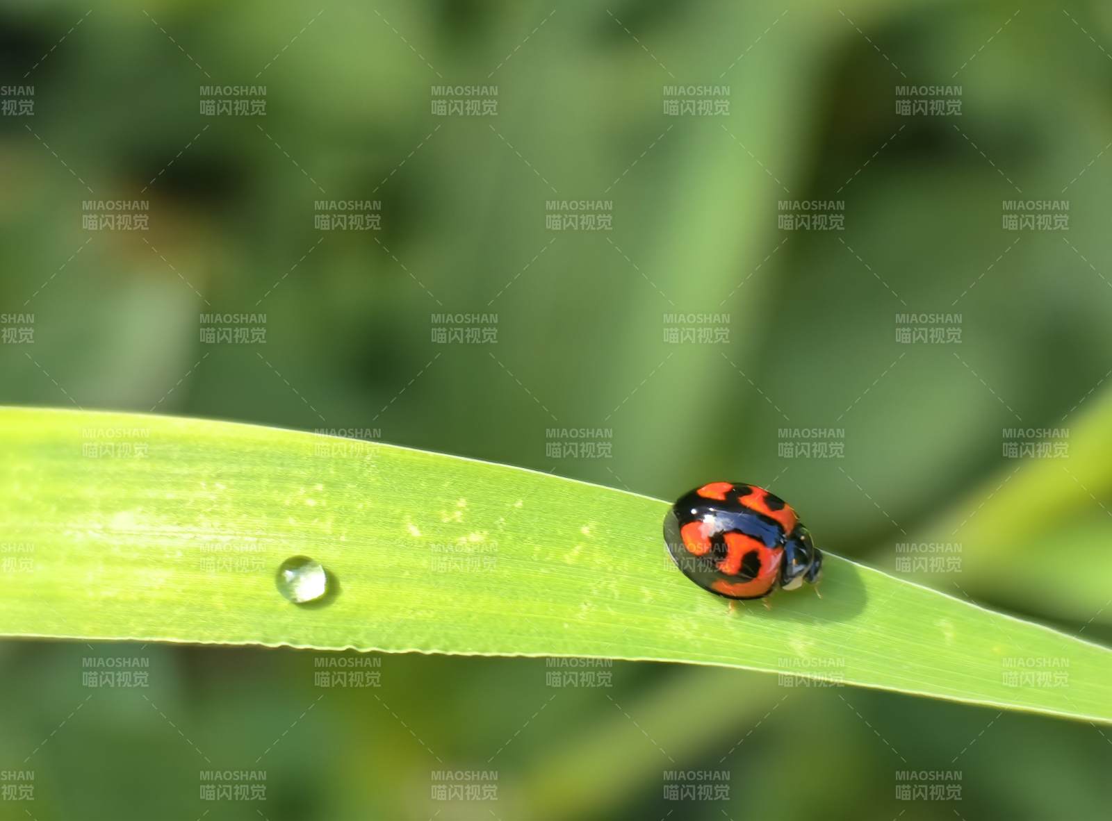瓢虫栖叶 露珠相伴图片
