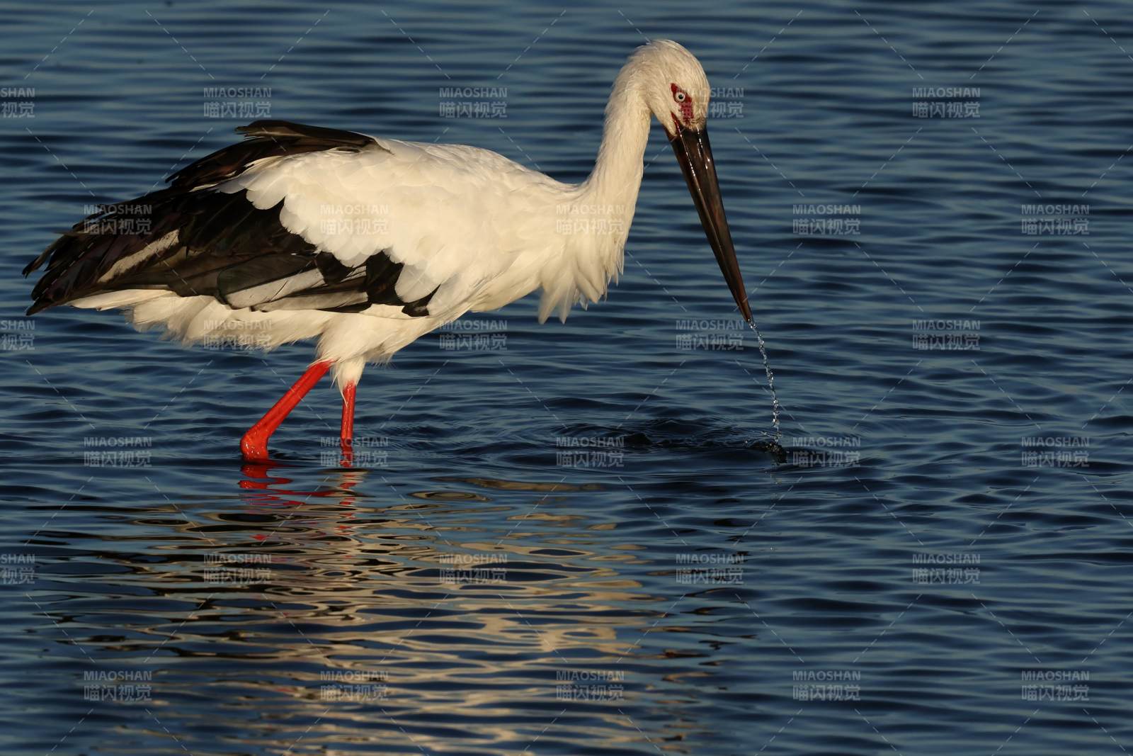 白鹳涉水觅食图片