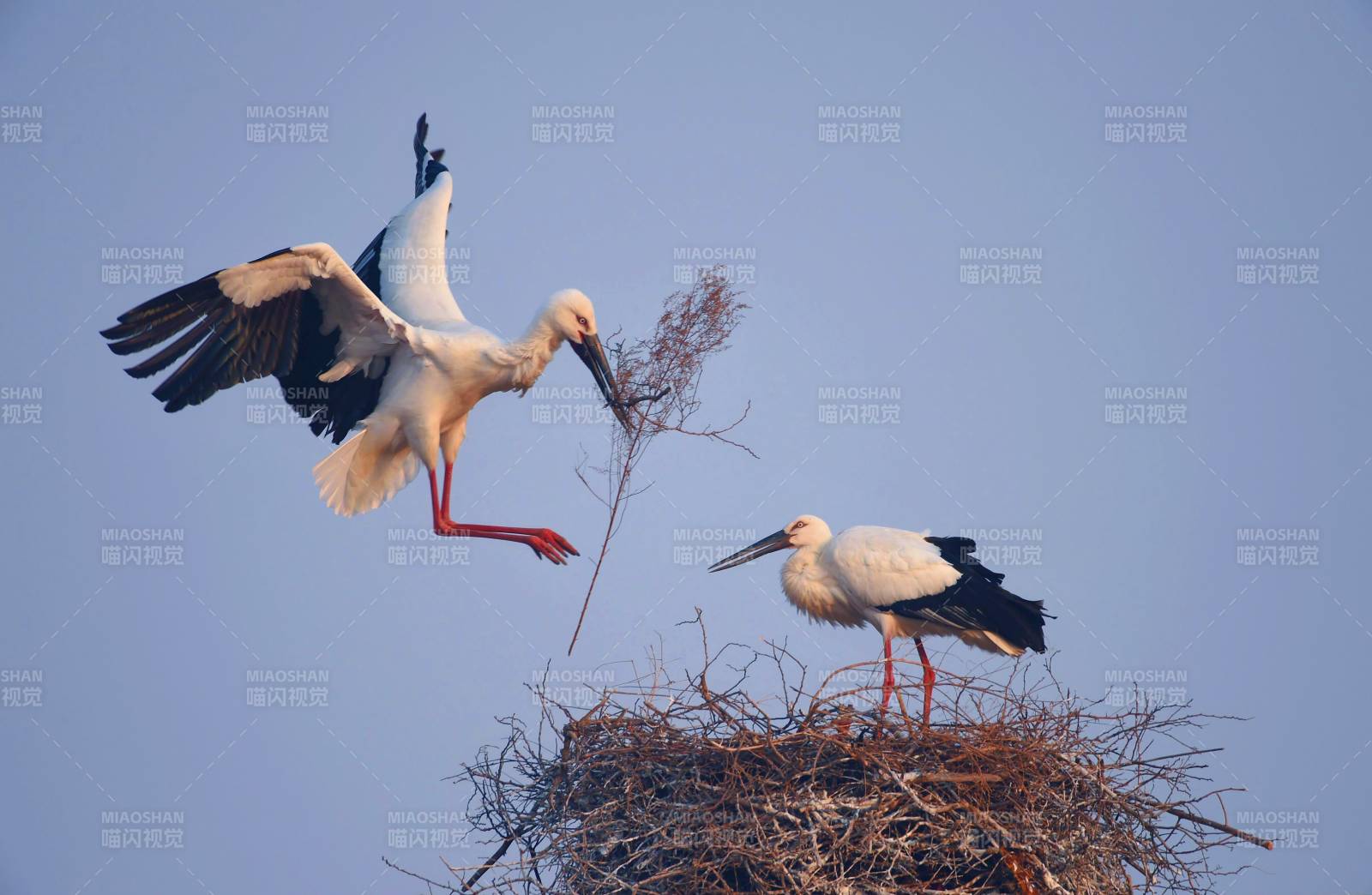 白鹳筑巢图图片