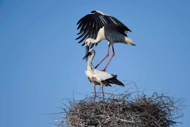 白鹳筑巢图图片