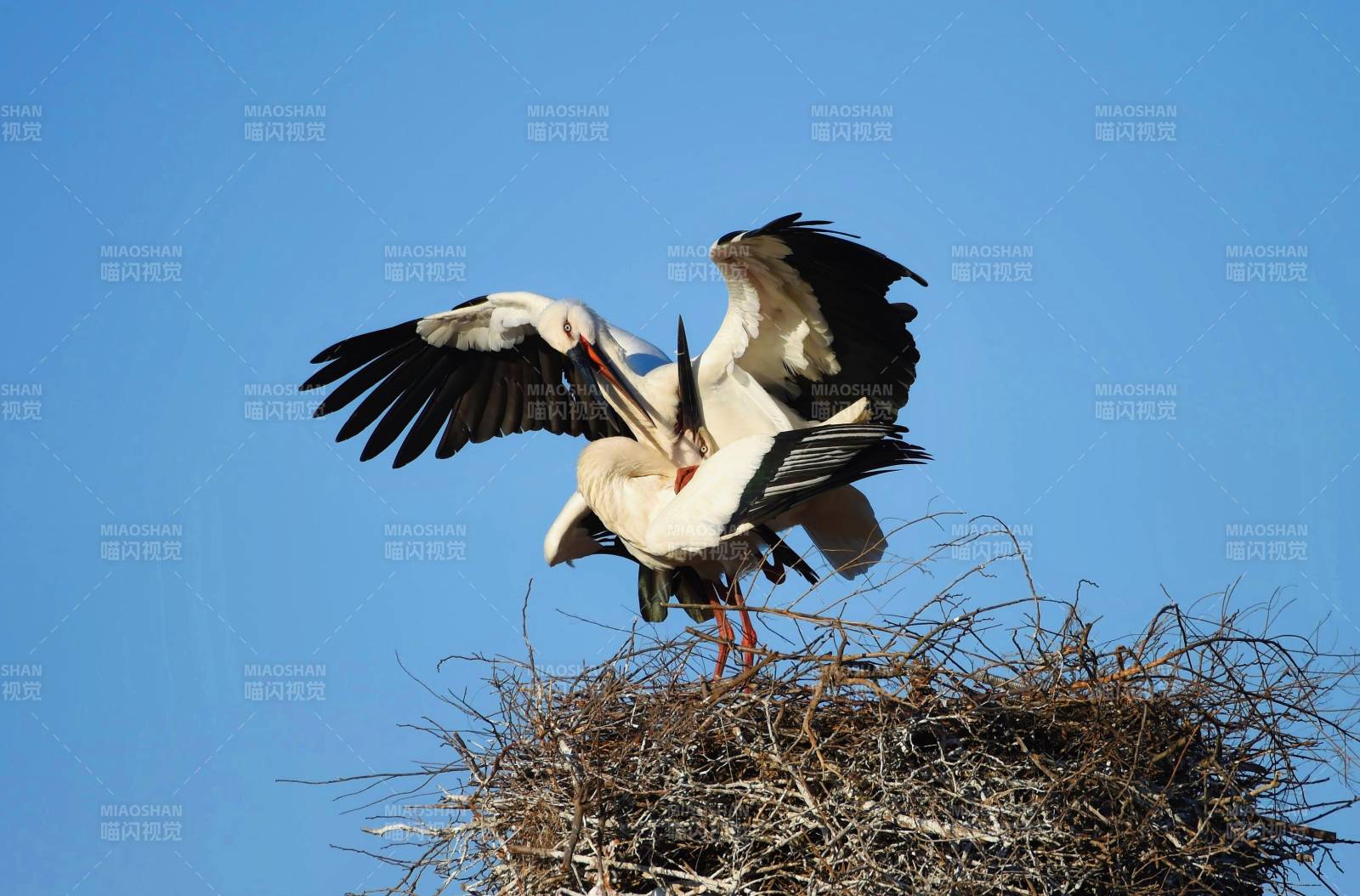 白鹳筑巢飞翔图片
