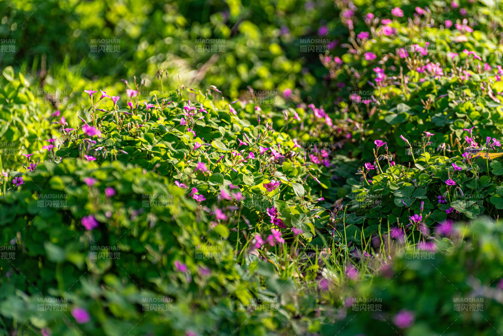 紫花绿叶生机盎然图片