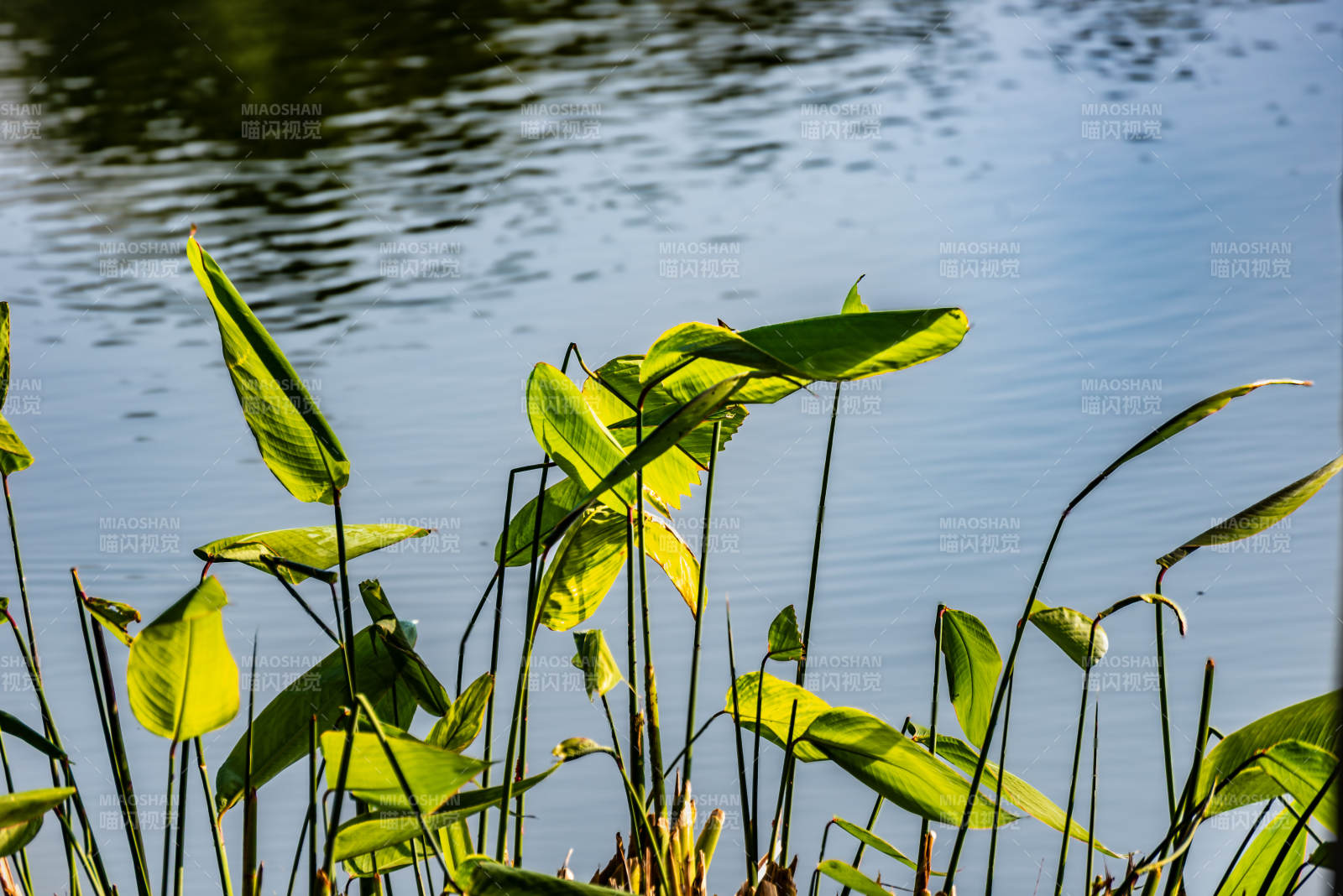 湖畔绿叶随风摇曳图片