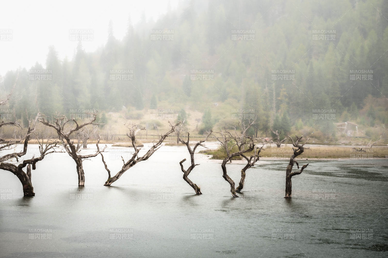 四姑娘山雾中枯树静水图片