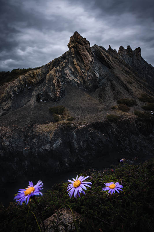 墨石公园山巅紫菊图片