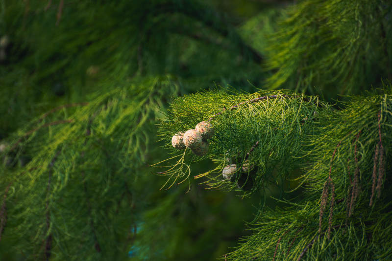 松枝上的小果子图片