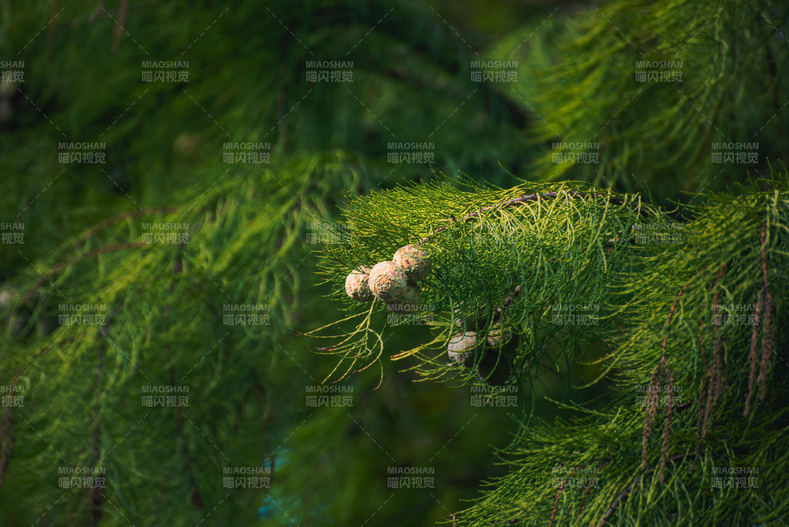 松枝上的小果子图片