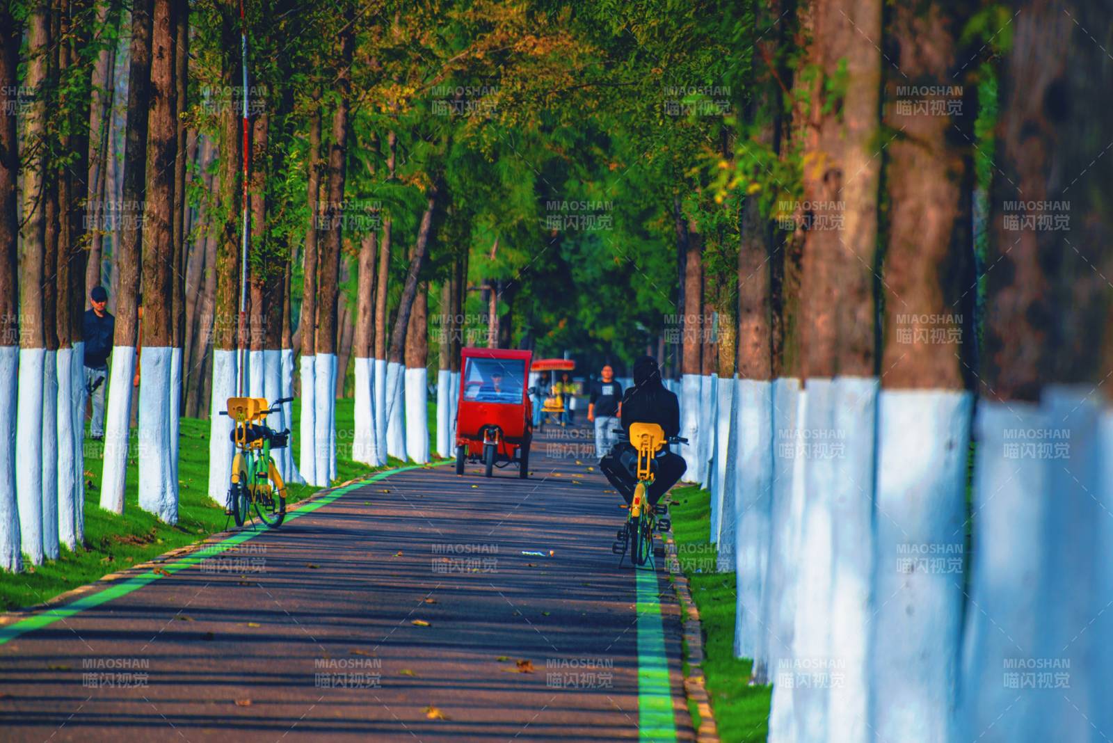 林荫道骑行图图片