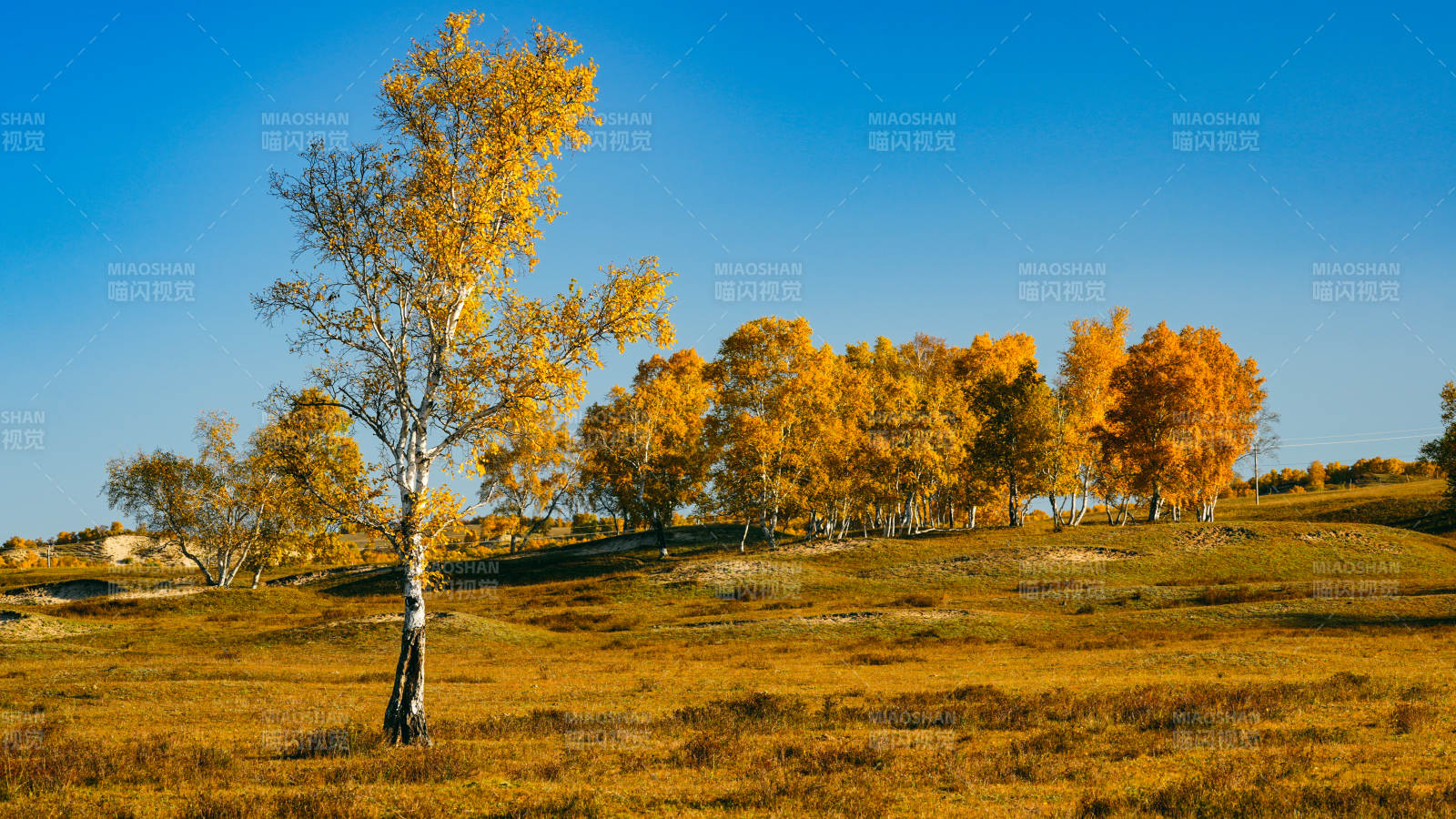 乌兰布统秋日金林美景图片