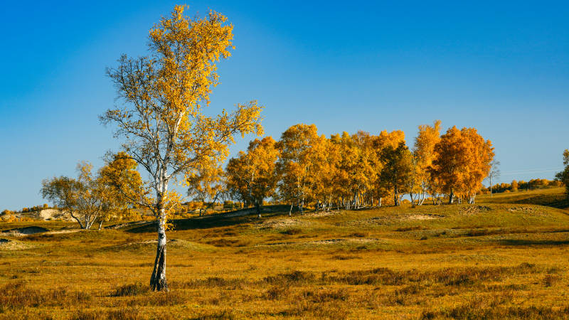 乌兰布统秋日金林美景图片