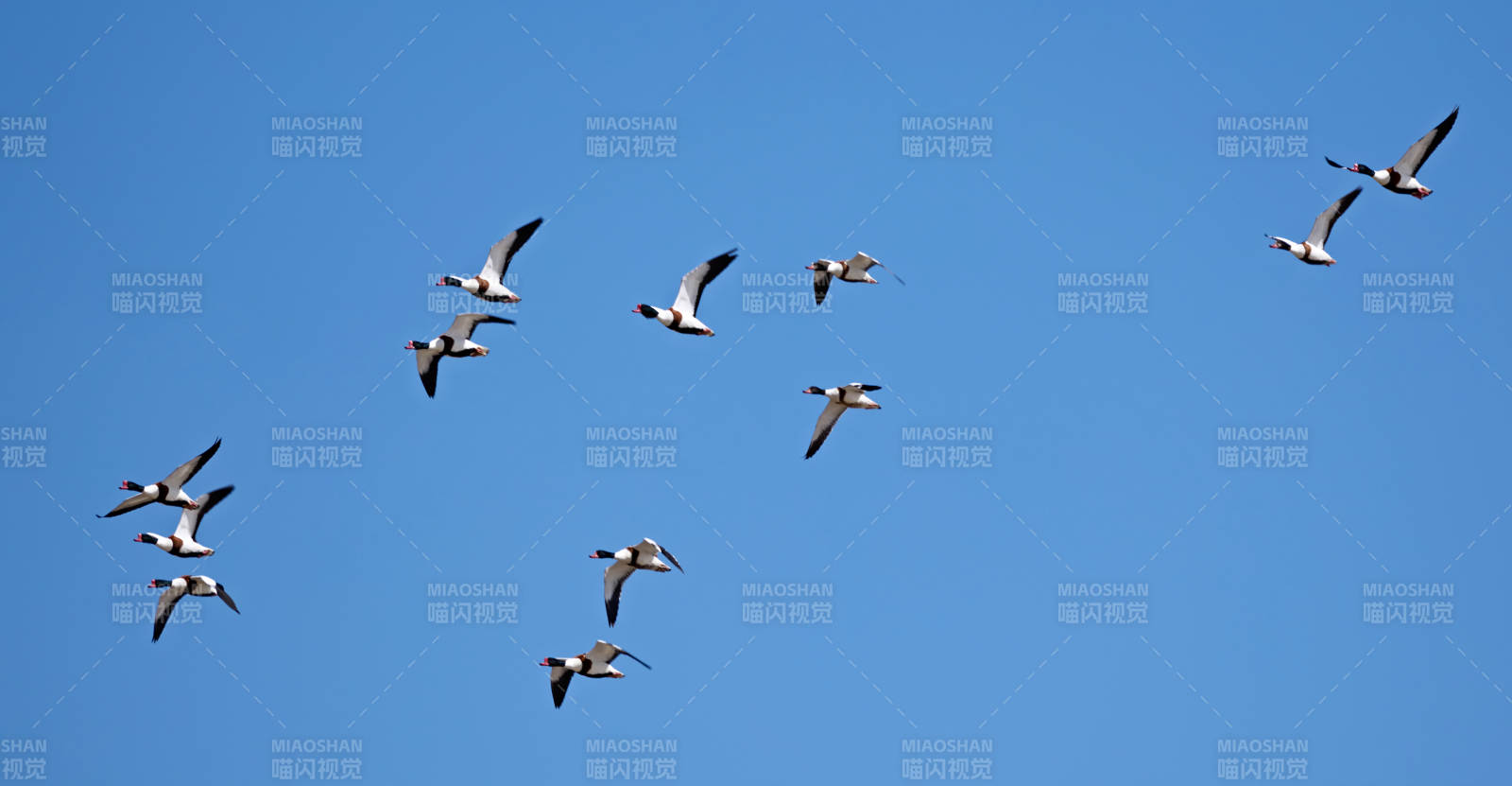 在空中飞舞的翘鼻麻鸭 鸭科麻鸭属鸟类图片