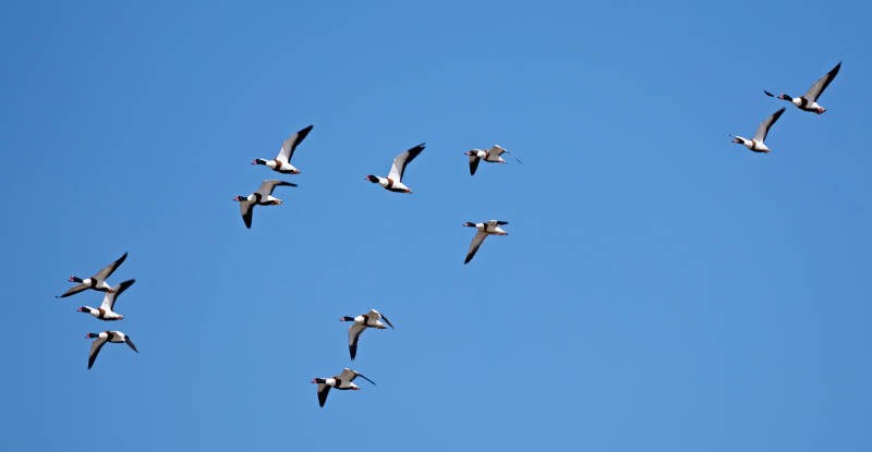 在空中飞舞的翘鼻麻鸭 鸭科麻鸭属鸟类图片