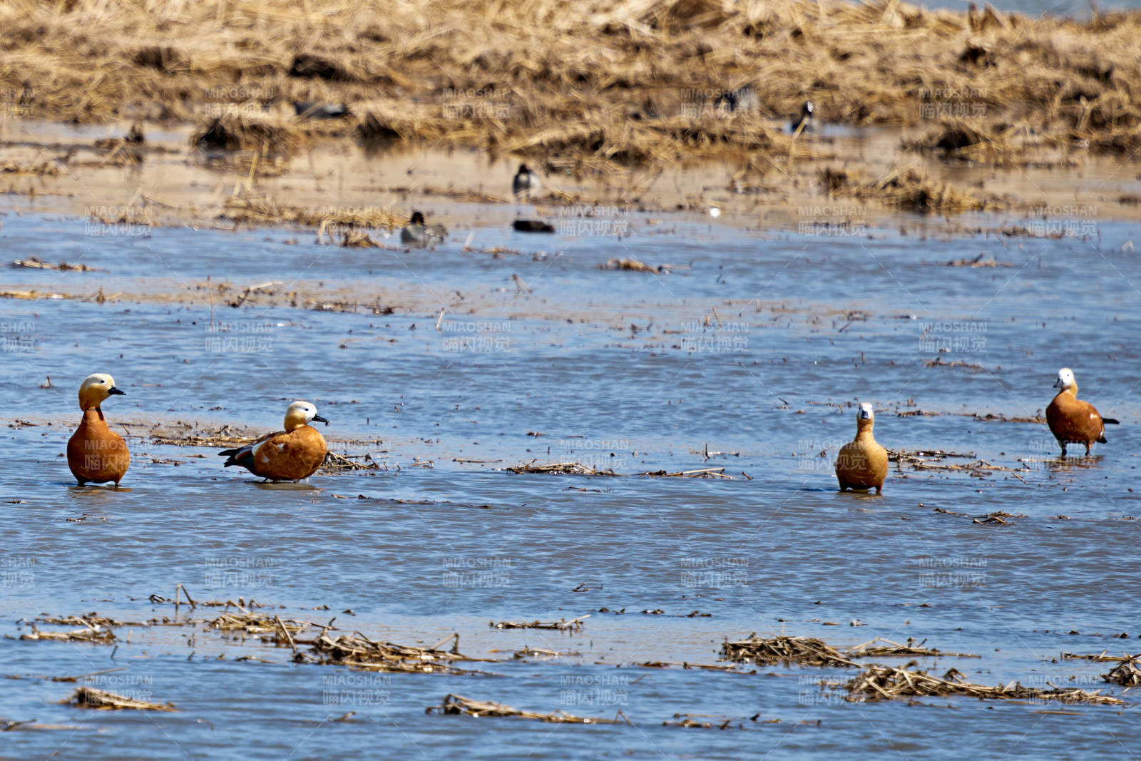 在湿地公园水面栖息的赤麻鸭图片