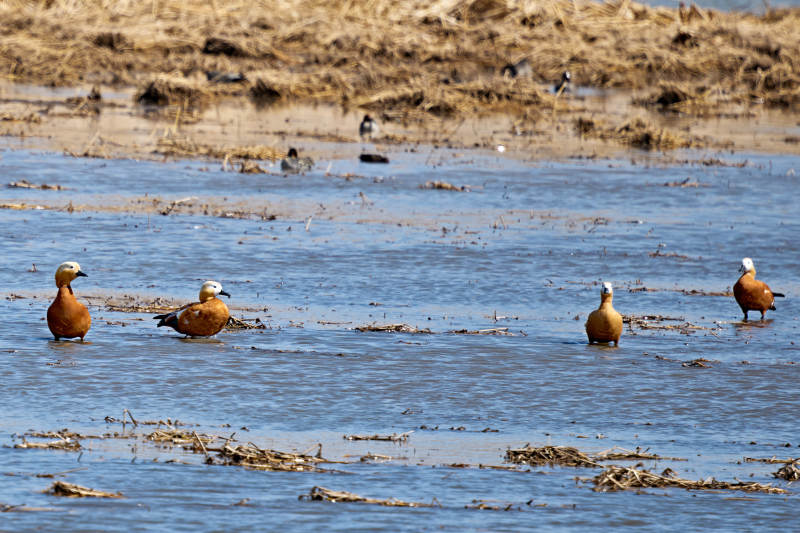 在湿地公园水面栖息的赤麻鸭图片