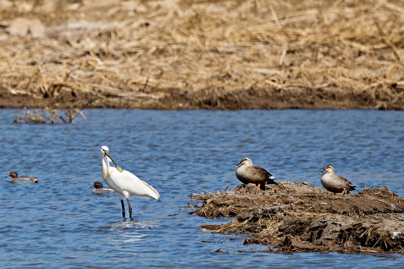 在湿地滩涂觅食的琵琶鹭和赤麻鸭图片