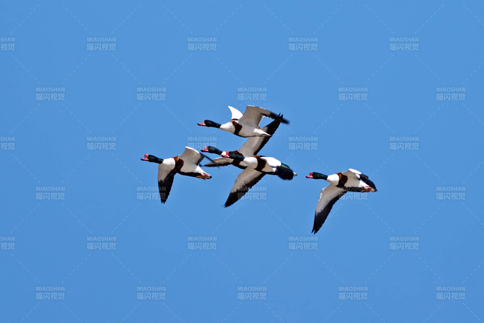 在空中飞舞的翘鼻麻鸭 鸭科麻鸭属鸟类图片