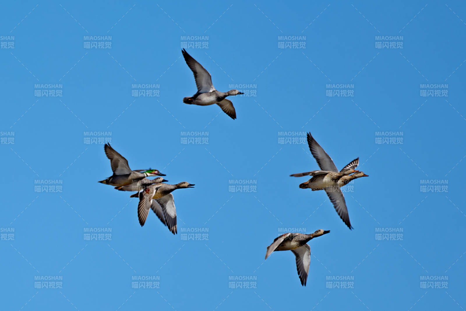 在湿地公园水面栖息的赤麻鸭绿头麻鸭图片
