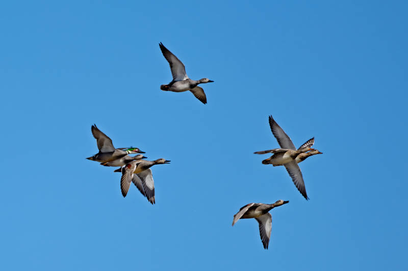 在湿地公园水面栖息的赤麻鸭绿头麻鸭图片