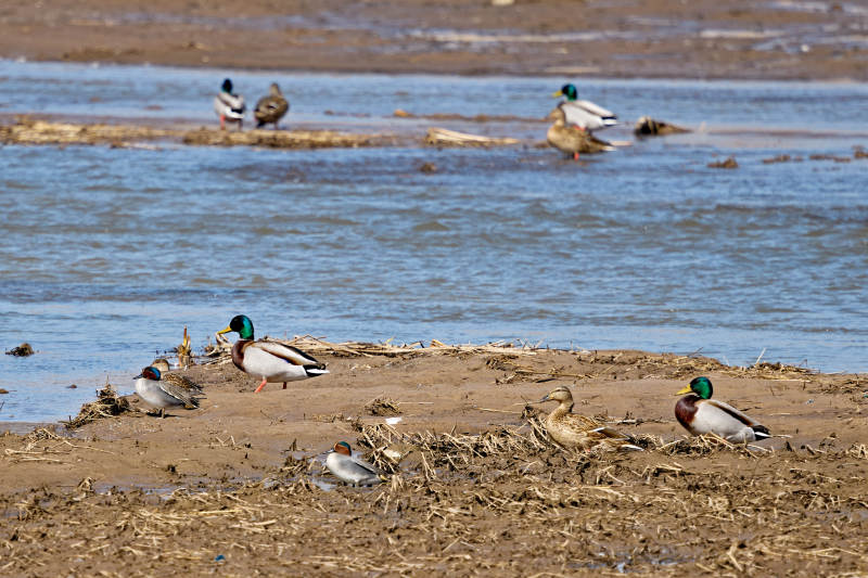 在湿地公园水面栖息的赤麻鸭绿头麻鸭图片