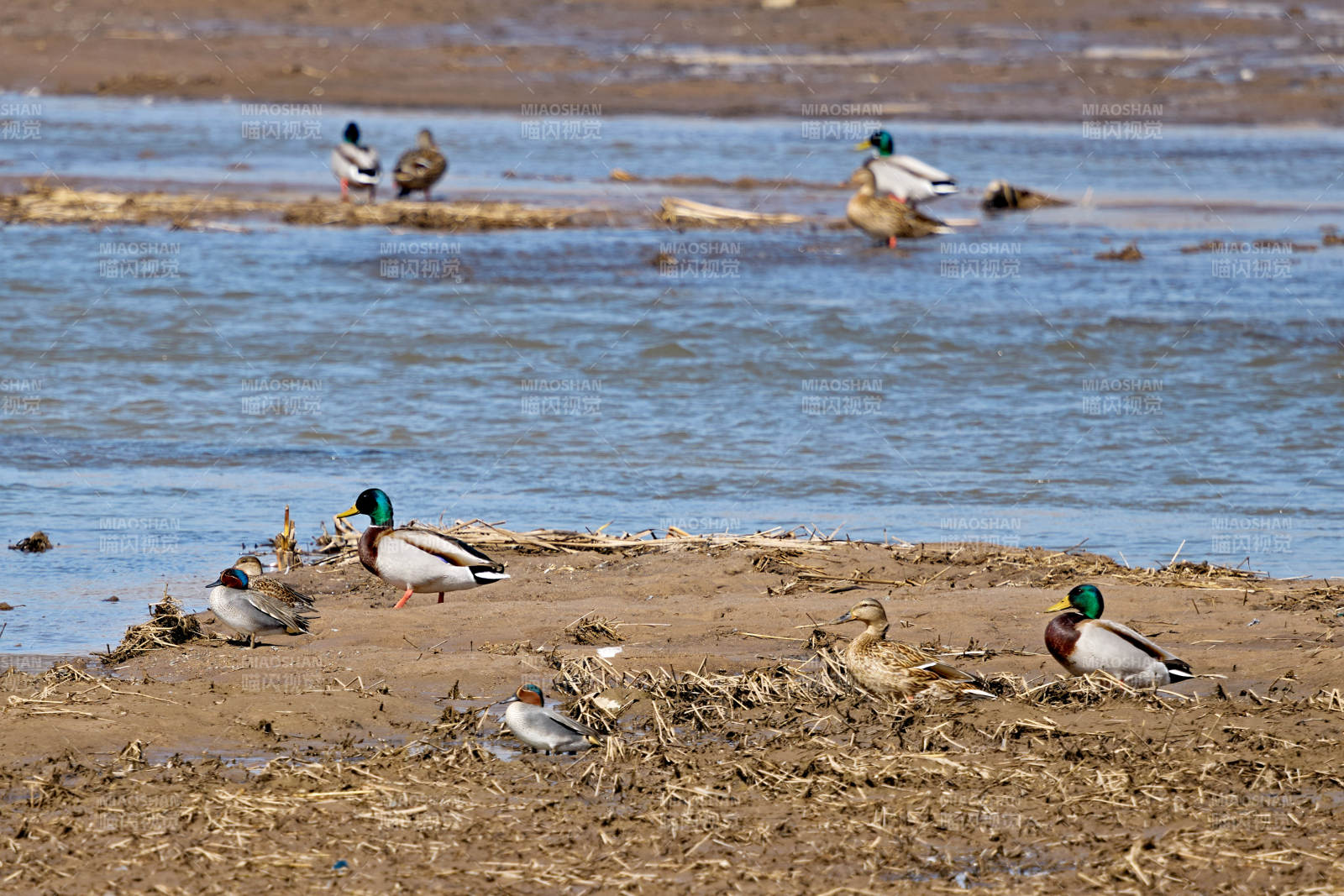 在湿地公园水面栖息的赤麻鸭绿头麻鸭图片
