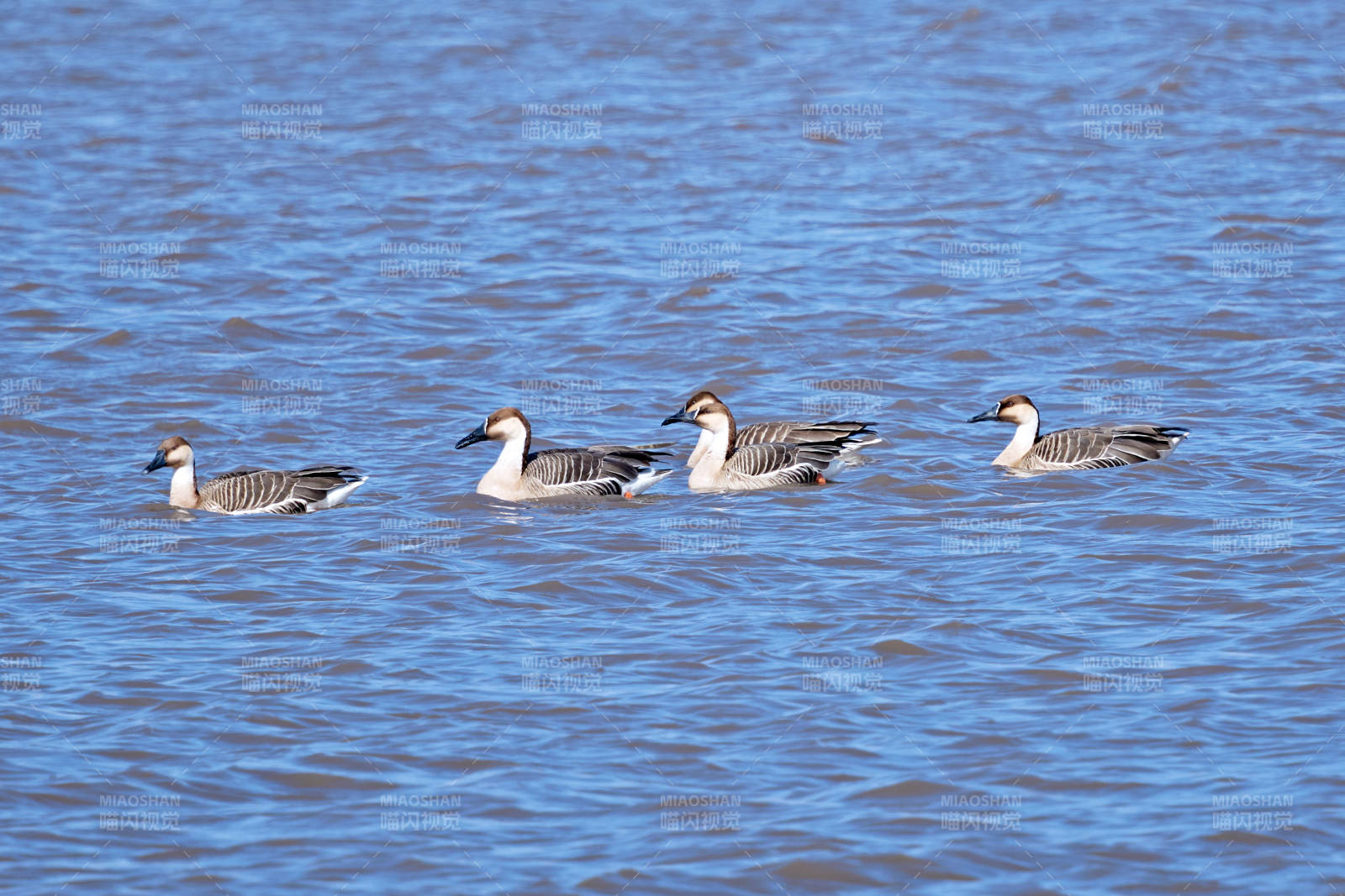 春季湖面栖息的野生天鹅图片