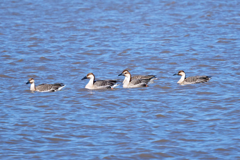 春季湖面栖息的野生天鹅图片
