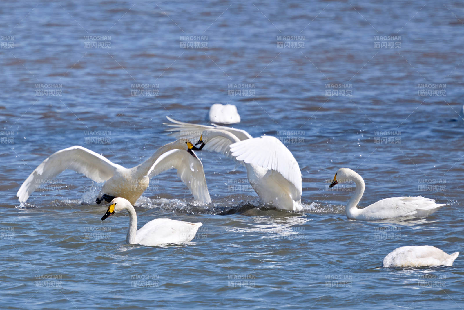 春季湖面栖息的野生天鹅图片