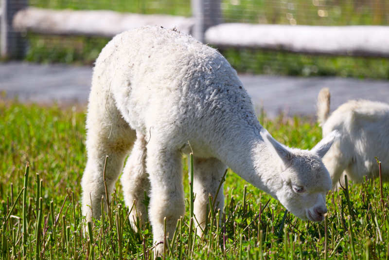 草原旅游度假区饲养的可爱羊驼图片