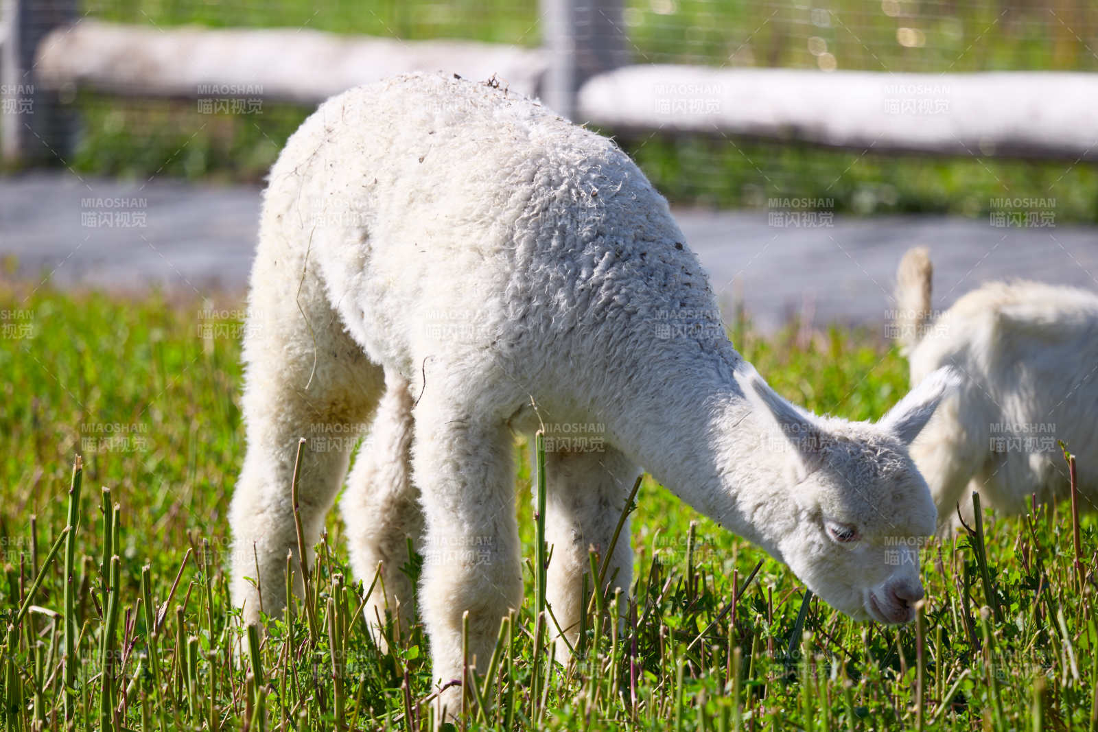 草原旅游度假区饲养的可爱羊驼图片