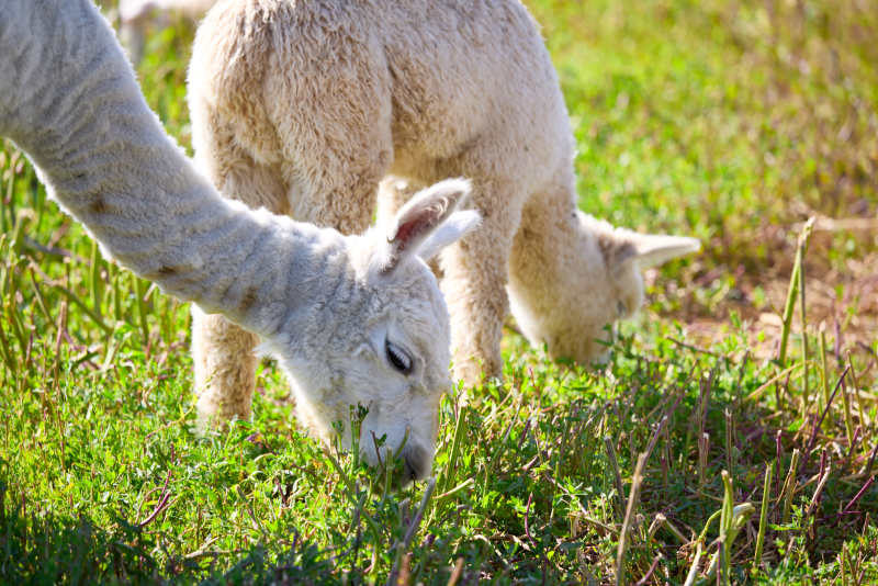 草原旅游度假区饲养的可爱羊驼图片