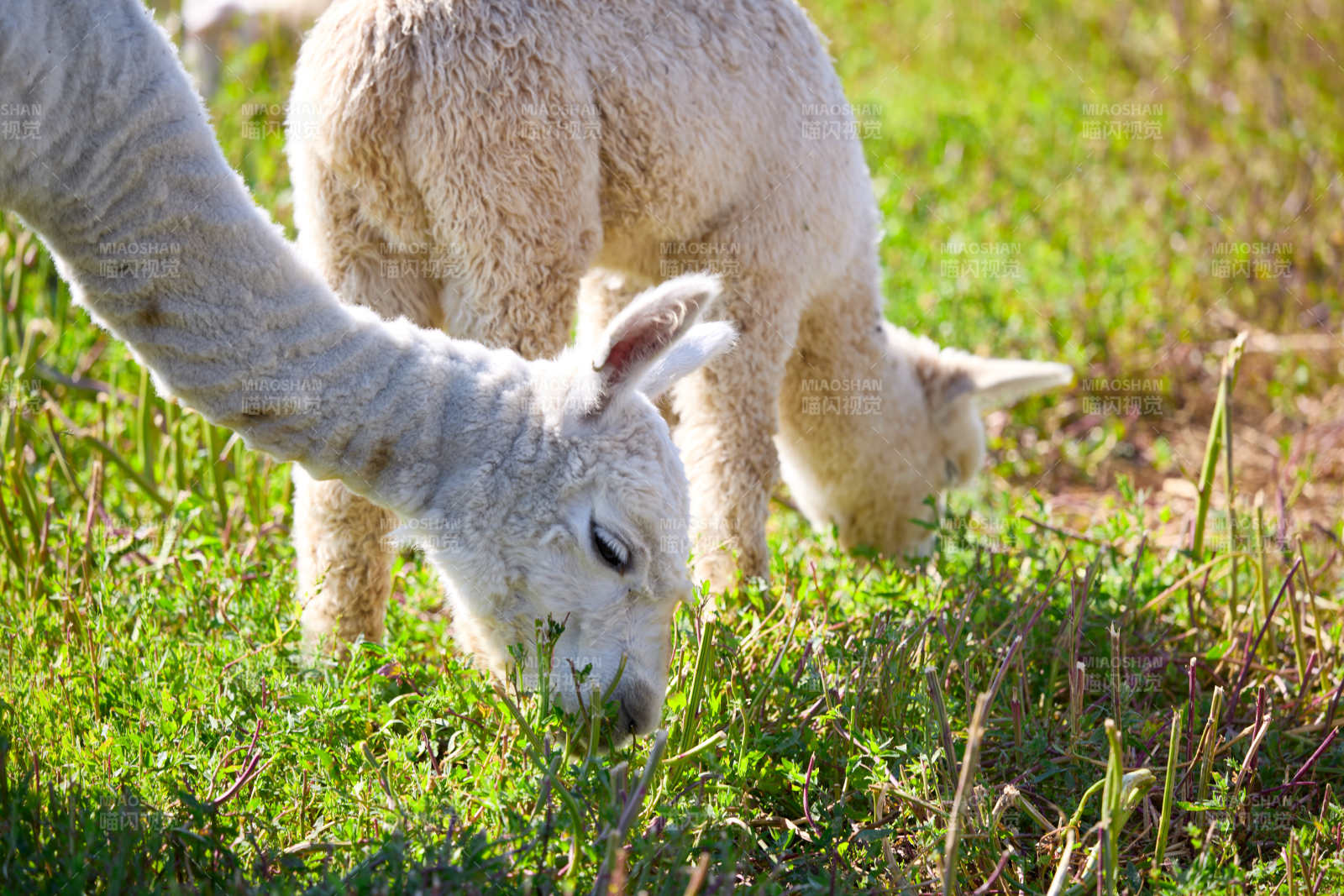 草原旅游度假区饲养的可爱羊驼图片