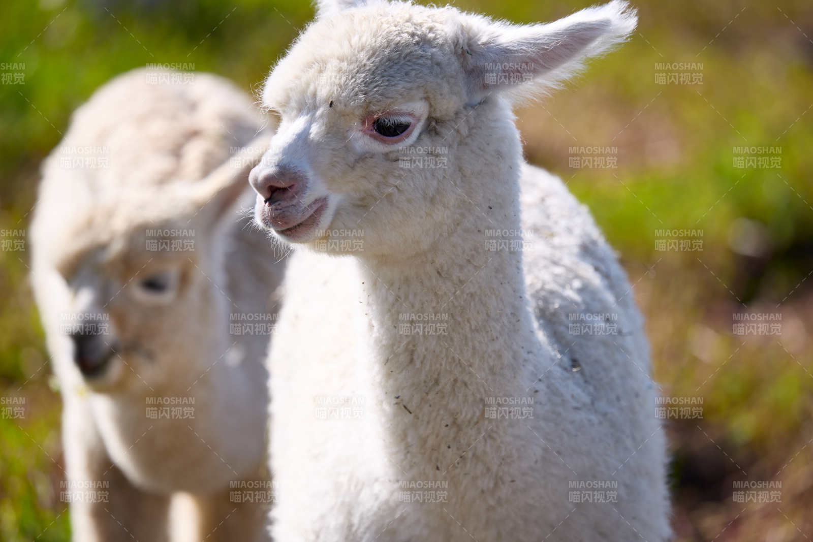 草原旅游度假区饲养的可爱羊驼图片