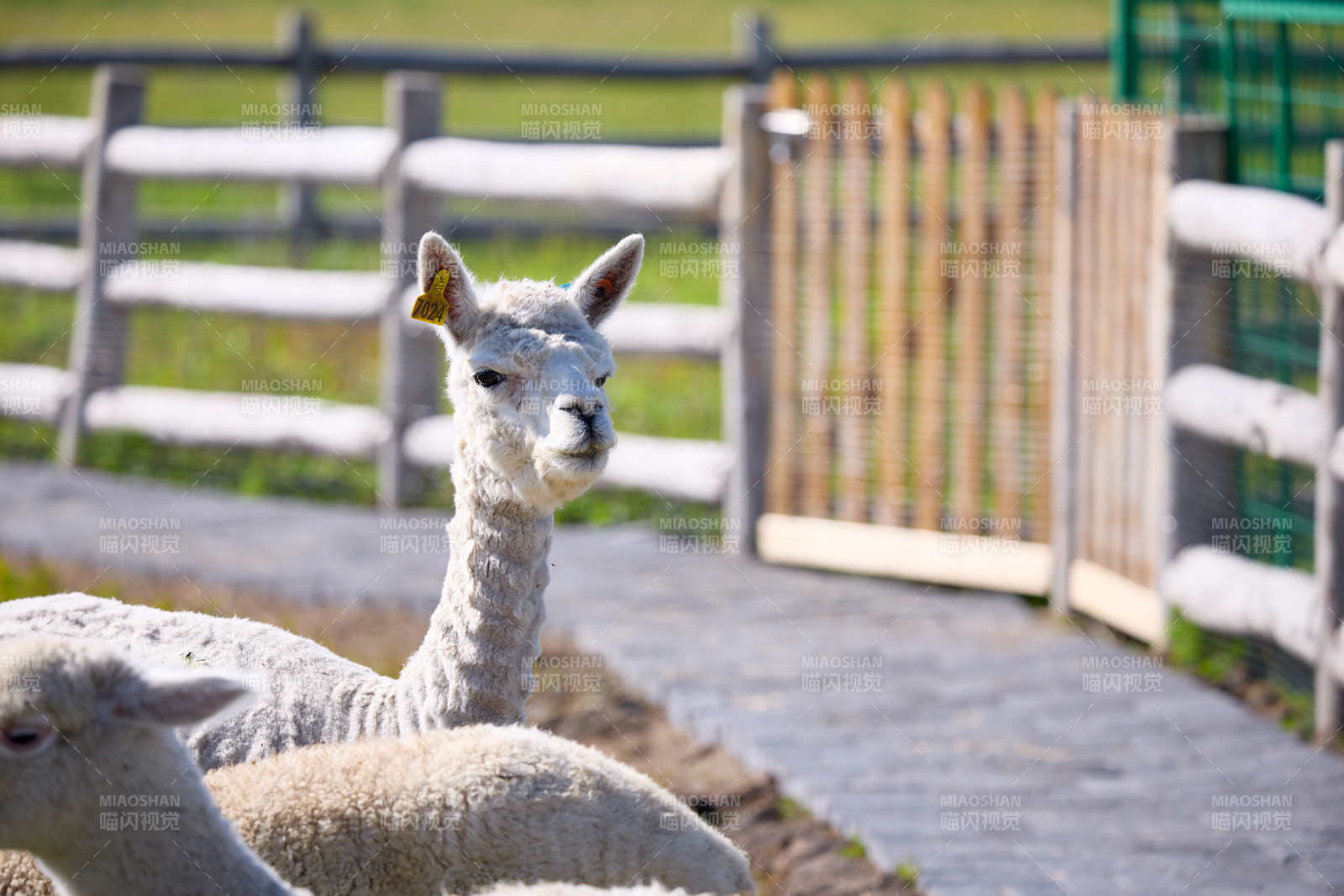 草原旅游度假区饲养的可爱羊驼图片